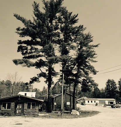 trees-in-black-and-white.jpeg