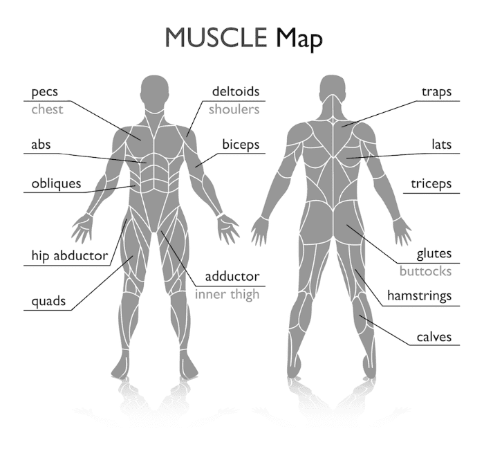 Muscle Map
