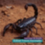 Escorpião, animal totem da Lua Lunar do Desafio, simbolizando resiliência, proteção e transformação. Representa o desafio de estabilizar e polarizar energias para despertar força interior e autoconhecimento