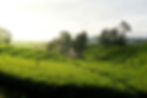 IMG_5498.jpeg