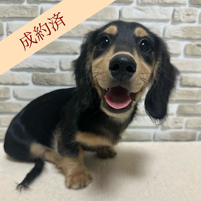 ミニチュアダックスフンド(ロング)