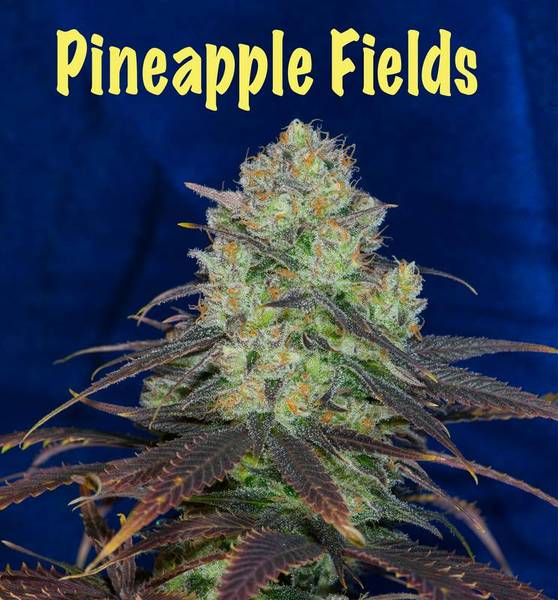 Thumbnail: Pineapple Fields