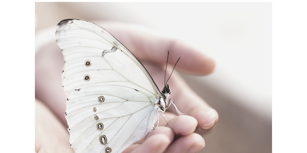 Summer Specials - Transformation Packages