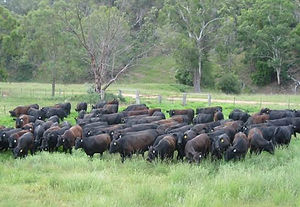 Angus herd grazing