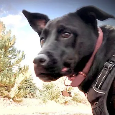 Pup.jpg.webp