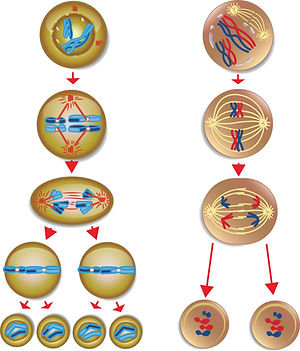15-13 Meiosis and Mitosis.jpg