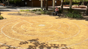 Walnut Creek, CA - A rose of a walk