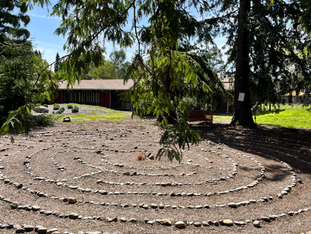 Sonoma, CA - In the redwoods