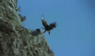 eagle.gif