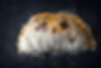 calzone