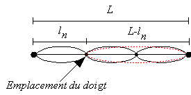 les fréquences des harmoniques en fonction de la position du doigt