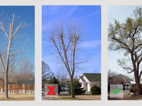 What is the difference between Tree Topping and Pollarding a tree?