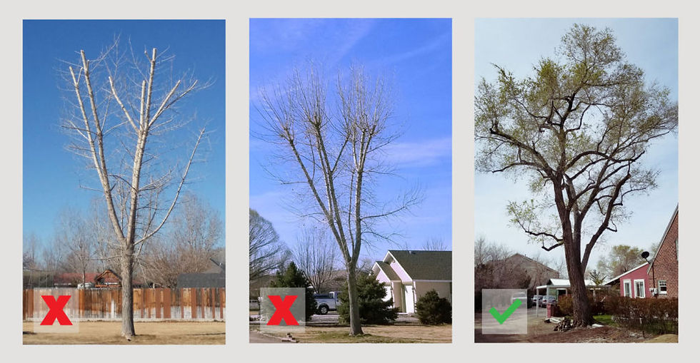 What is the difference between Tree Topping and Pollarding a tree?