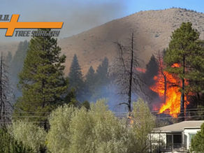 Evergreen and deciduous trees surround a home at the base of the Sierra Nevada Range in Reno, Nevada. A wildfire is raging on the hill behind the home with embers settling in the trees closest to the home. Those trees are starting to ignite