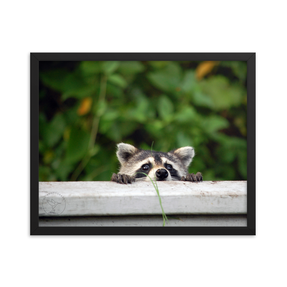 Thumbnail: "The Wekiva Rocket" Takes A Peek - Framed poster