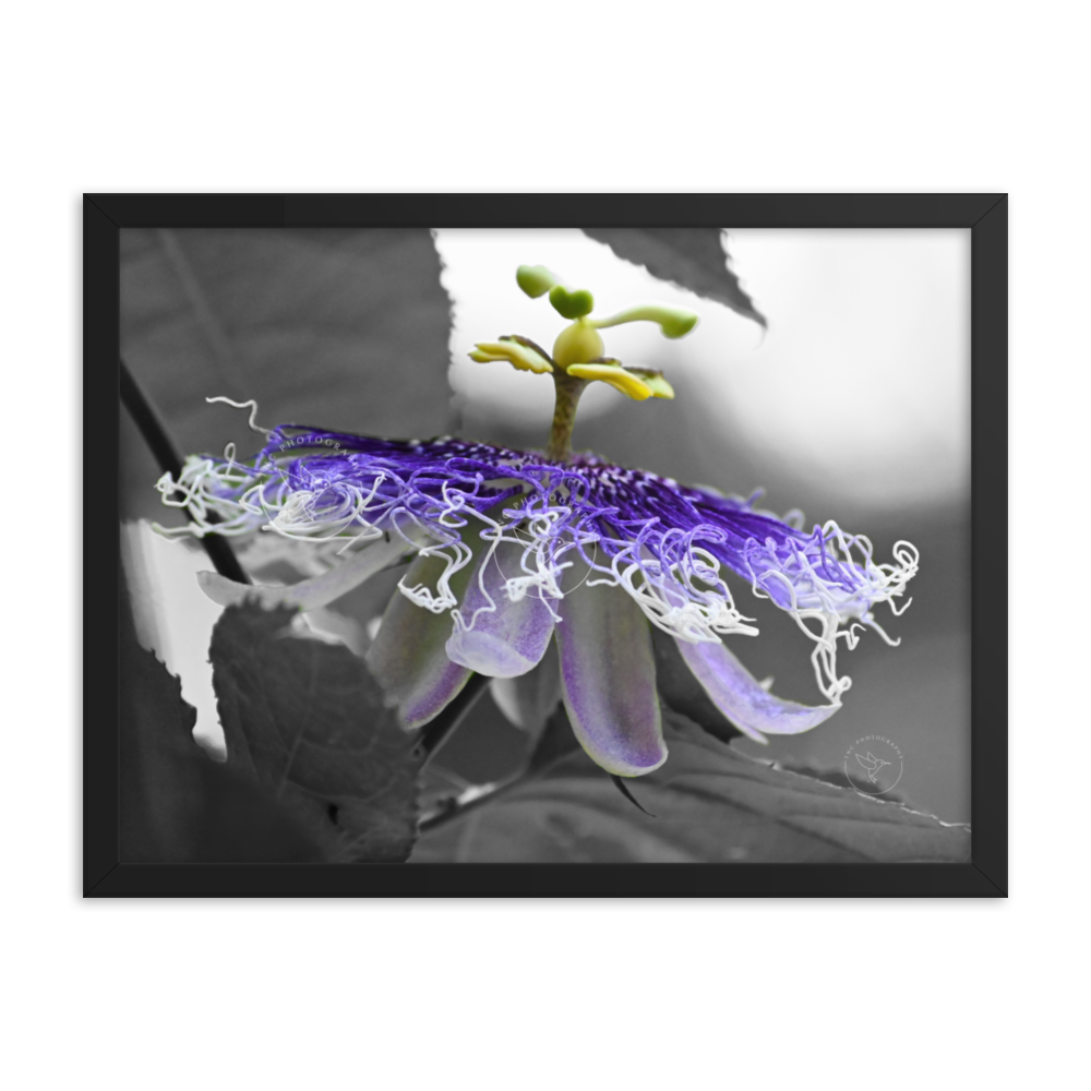 "Passion Flower" by TNC - Framed poster