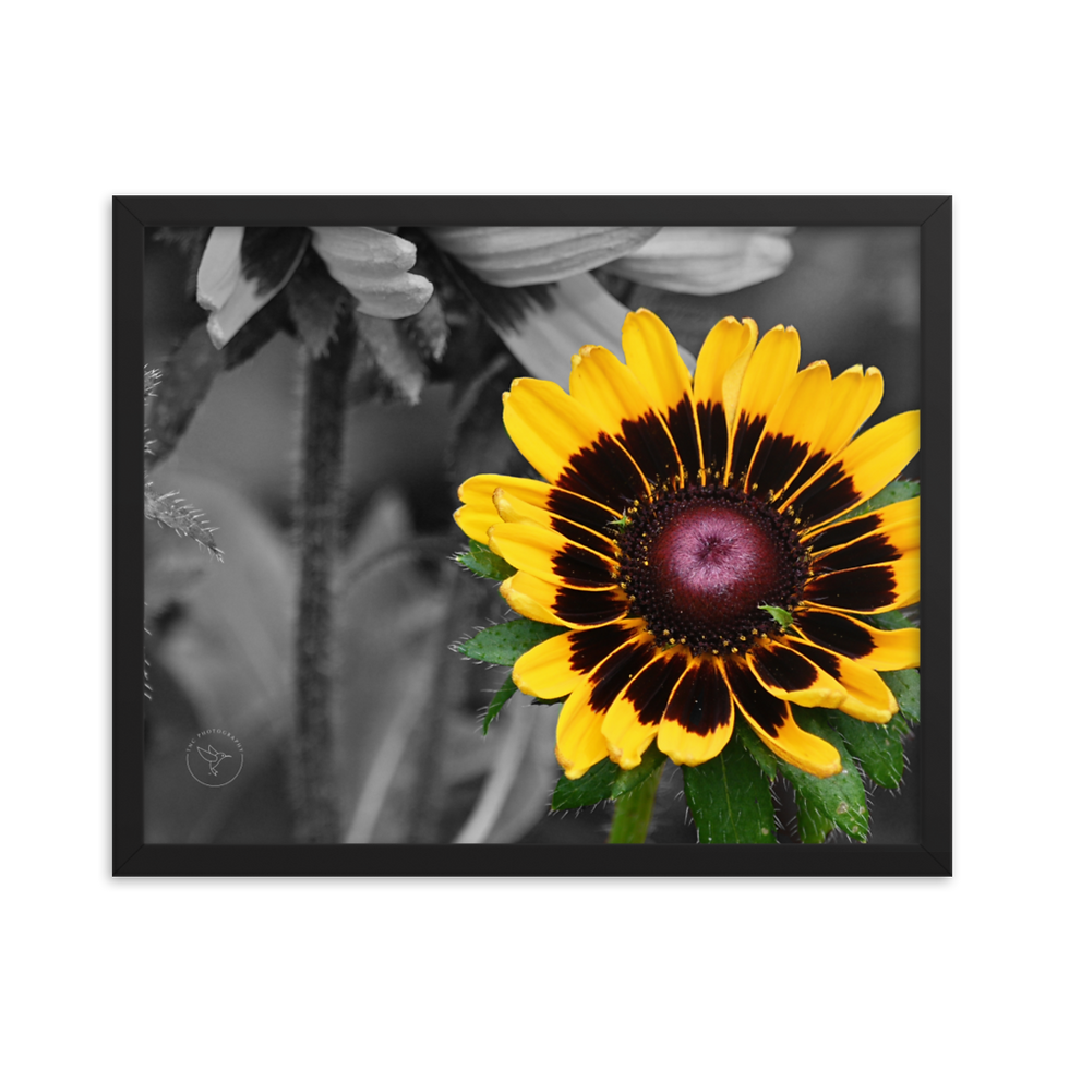 Thumbnail: "Coneflower" by TNC - Framed poster