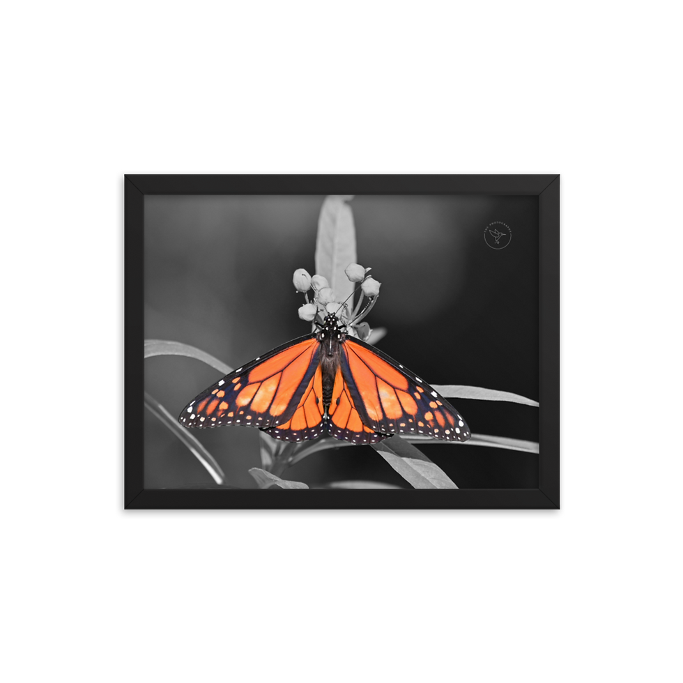 Thumbnail: "Monarch" by TNC - Framed poster