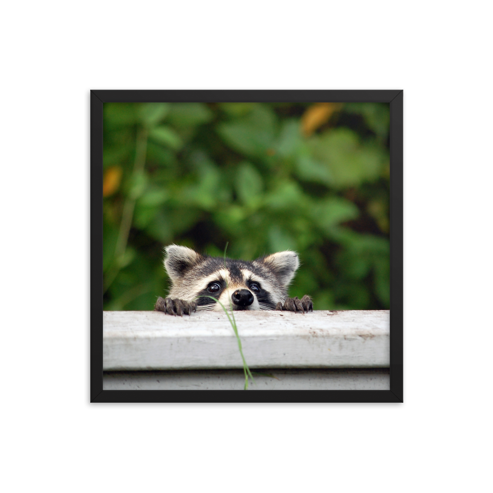 Thumbnail: "The Wekiva Rocket" Takes A Peek - Framed poster