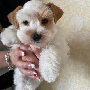 Ava - Wheaten parti