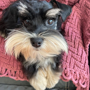 Daisy