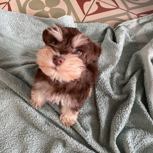 Juno - From Royal Schnauzers