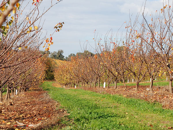 orchard2.jpg