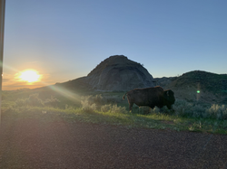 Bison at Buck Hill in Theodore Roosevelt