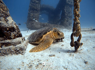 sea turtle padi sdi tdi ssdi ace diving miami courses specialties.JPG