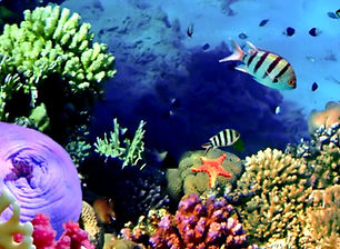 Fish indemnification ace diving miami padi sdi tdi.jpg