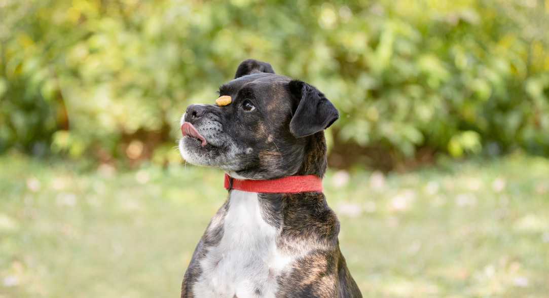 Online Dog Bakery & Gourmet Dog Treats Sunny Spoon Bakery