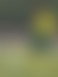 早川峻央選手の加入決定のお知らせ