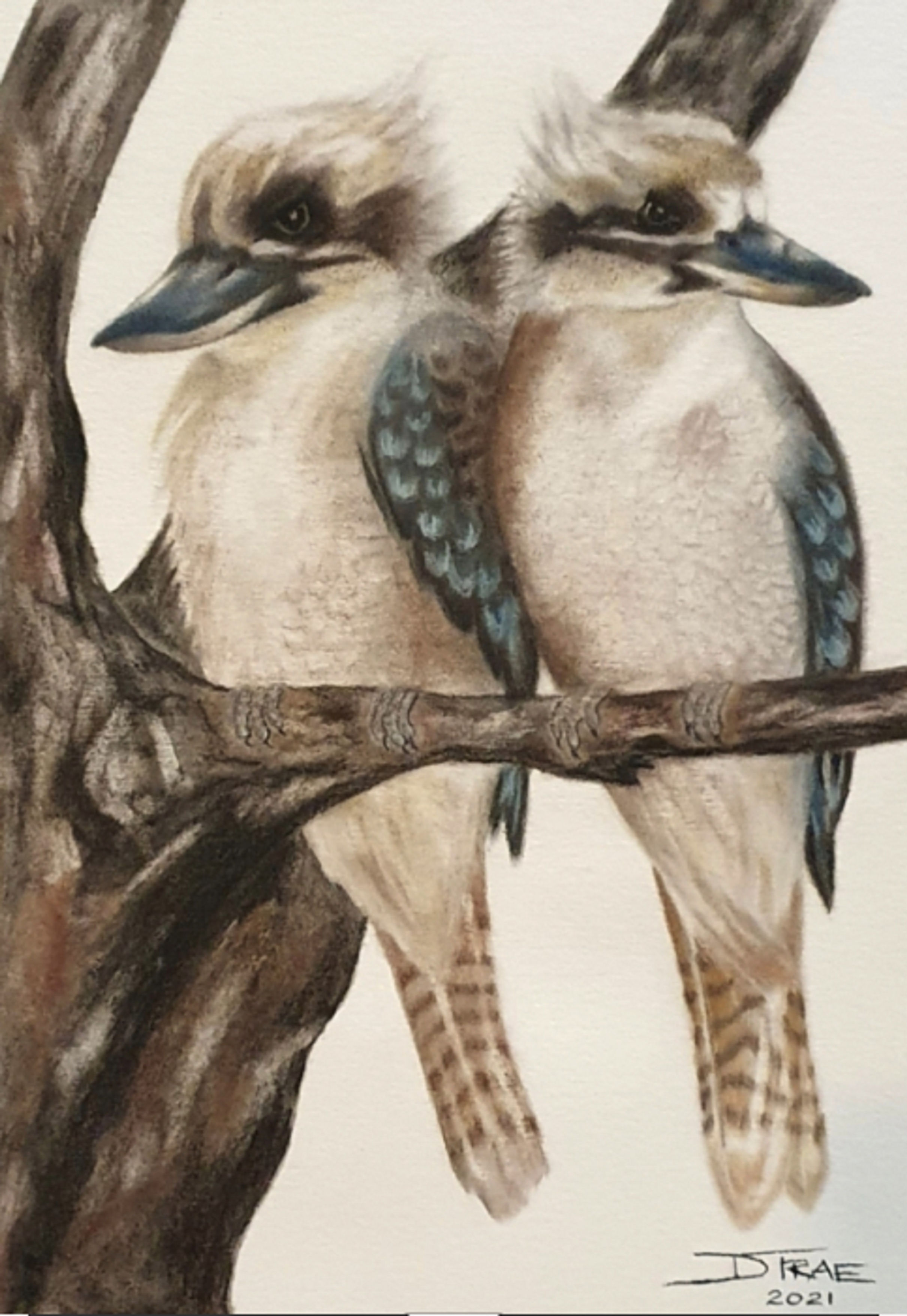 Two Kookaburras