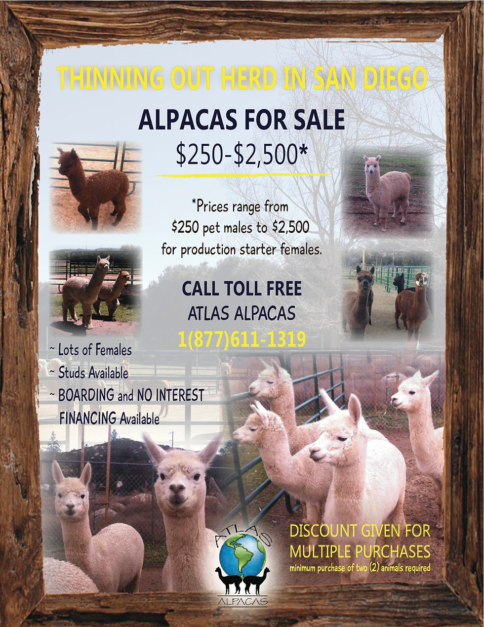 ATLAS ALPACAS FLYER