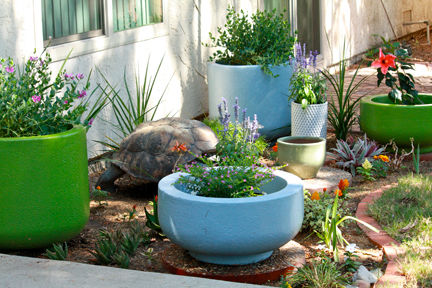 GARDEN LANDSCAPE DESIGN