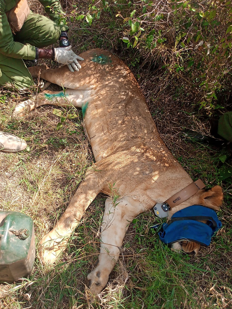 Treating existing injuries of the Lion being collared
