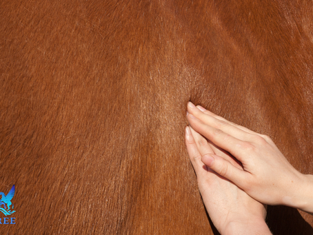 The Benefits of Massage Therapy for Your Pets and Horses