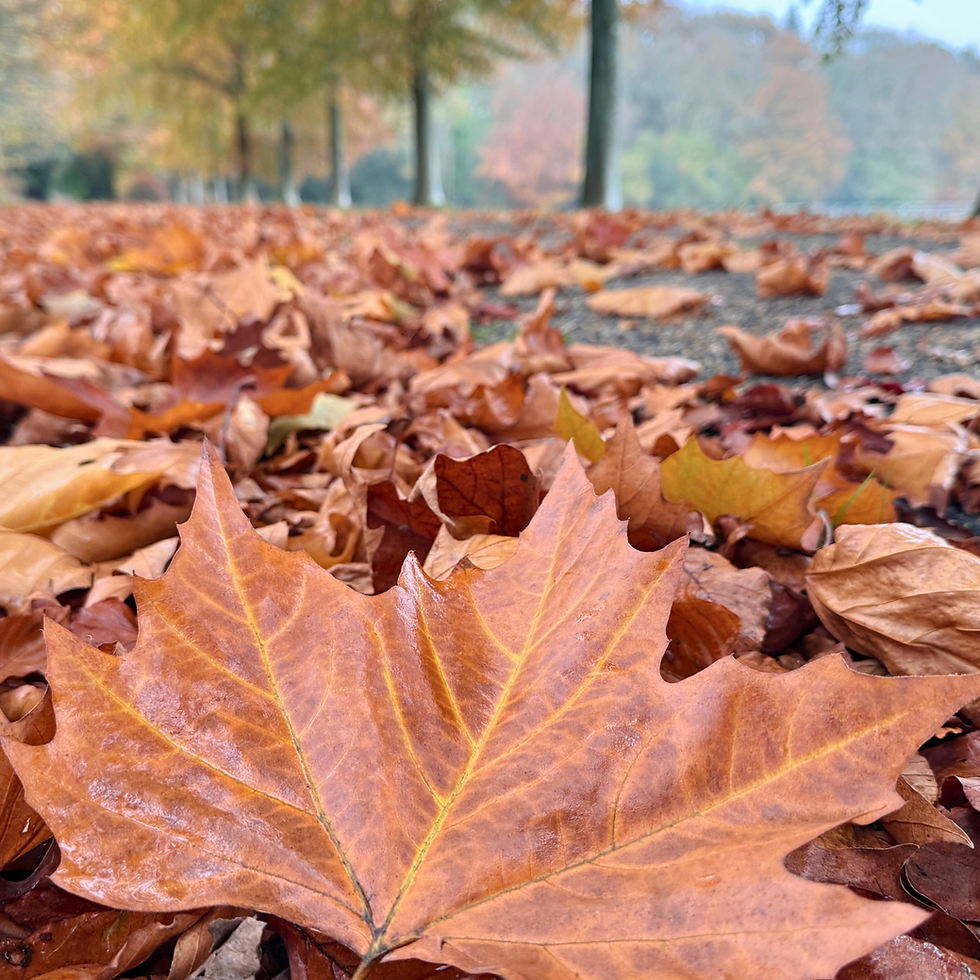 Autumn Content Photo Day - Bolney Estate