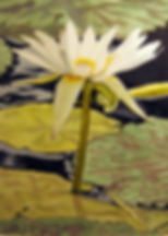 Water Lilly watercolor