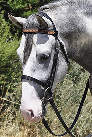 dressage brow band and caveson