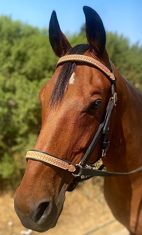 tasteful bitless bridle