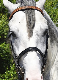 dressage browband tooled
