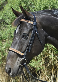 dressage bridle brow band