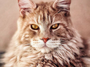 Maine Coon Majesty: The Ultimate Guide to the Fluffiest Aristocrats
