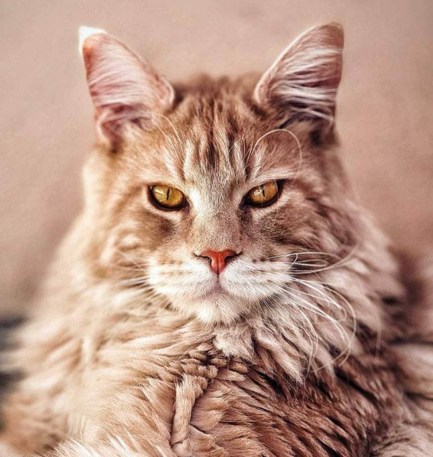 Maine Coon Majesty: The Ultimate Guide to the Fluffiest Aristocrats