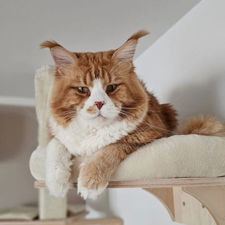 Life as the Boss Cat: Pikaboo's Guide to Running a Cool Cattery
