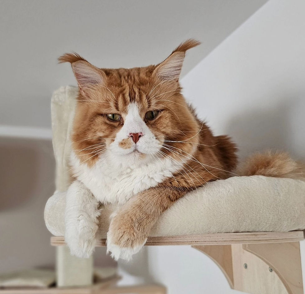 Life as the Boss Cat: Pikaboo's Guide to Running a Cool Cattery