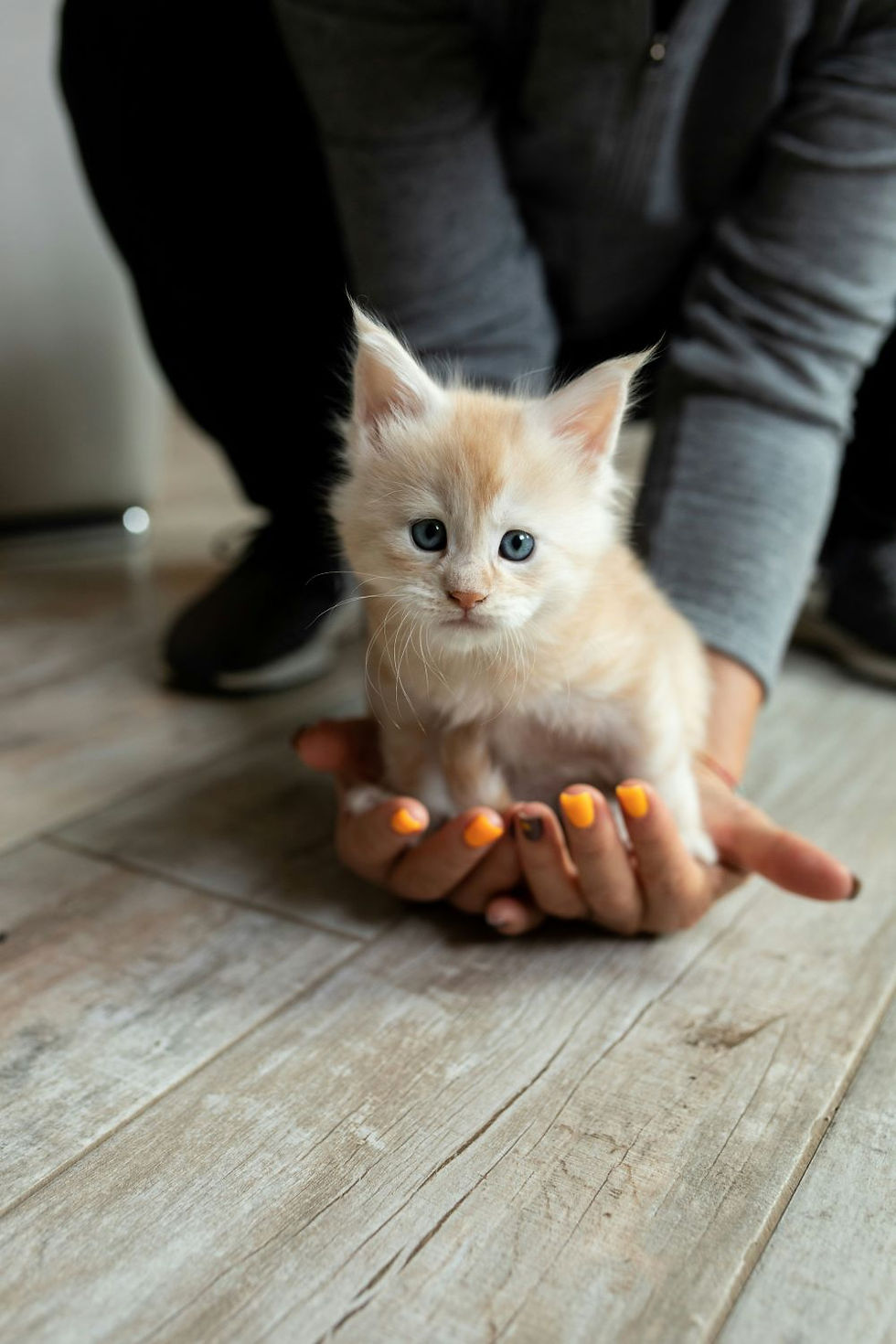 maine coon kitten