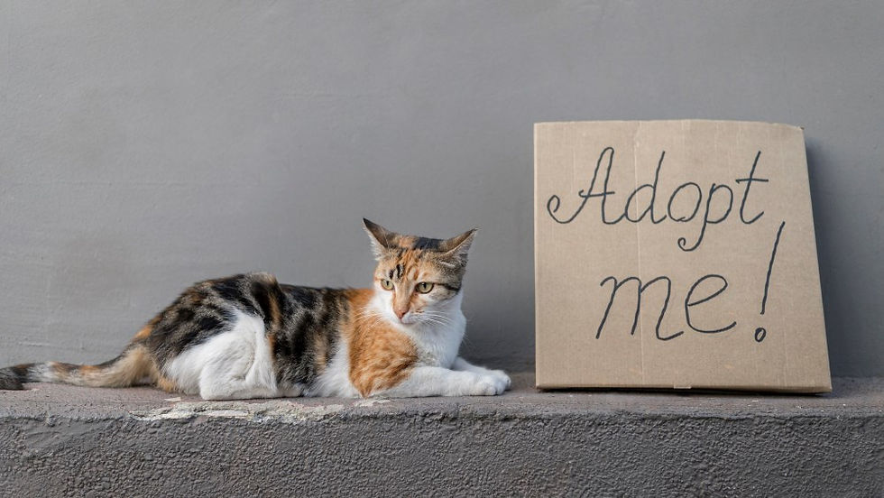 calico cat
