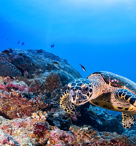 Turtle in the Reef